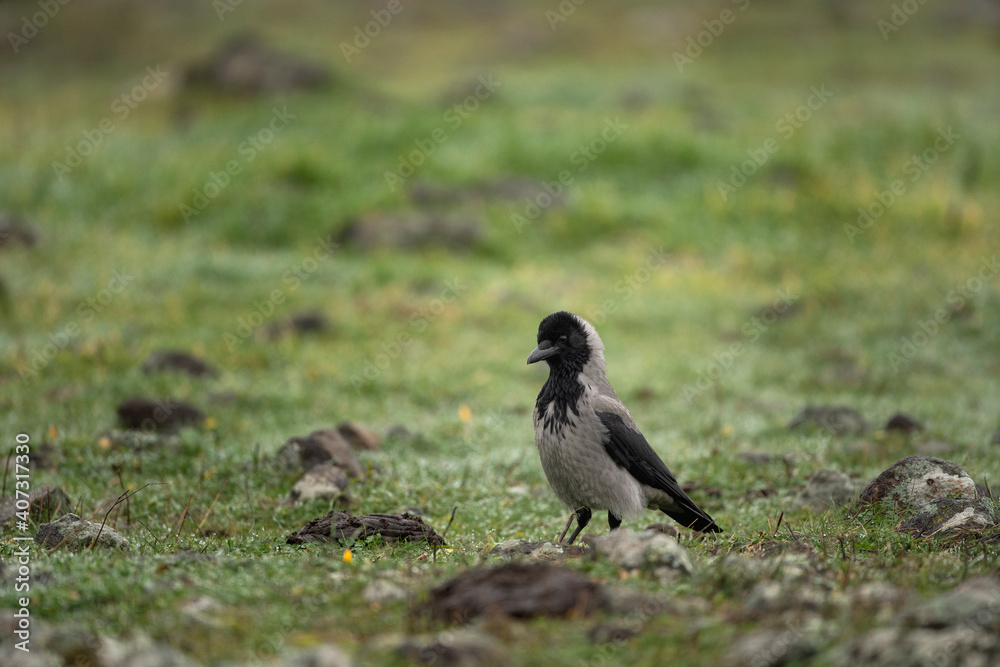 Hooded crow on the ground. Crow searching for food. European birds during winter. Hooded crow on the ground. Crow searching for food. European birds during winter.