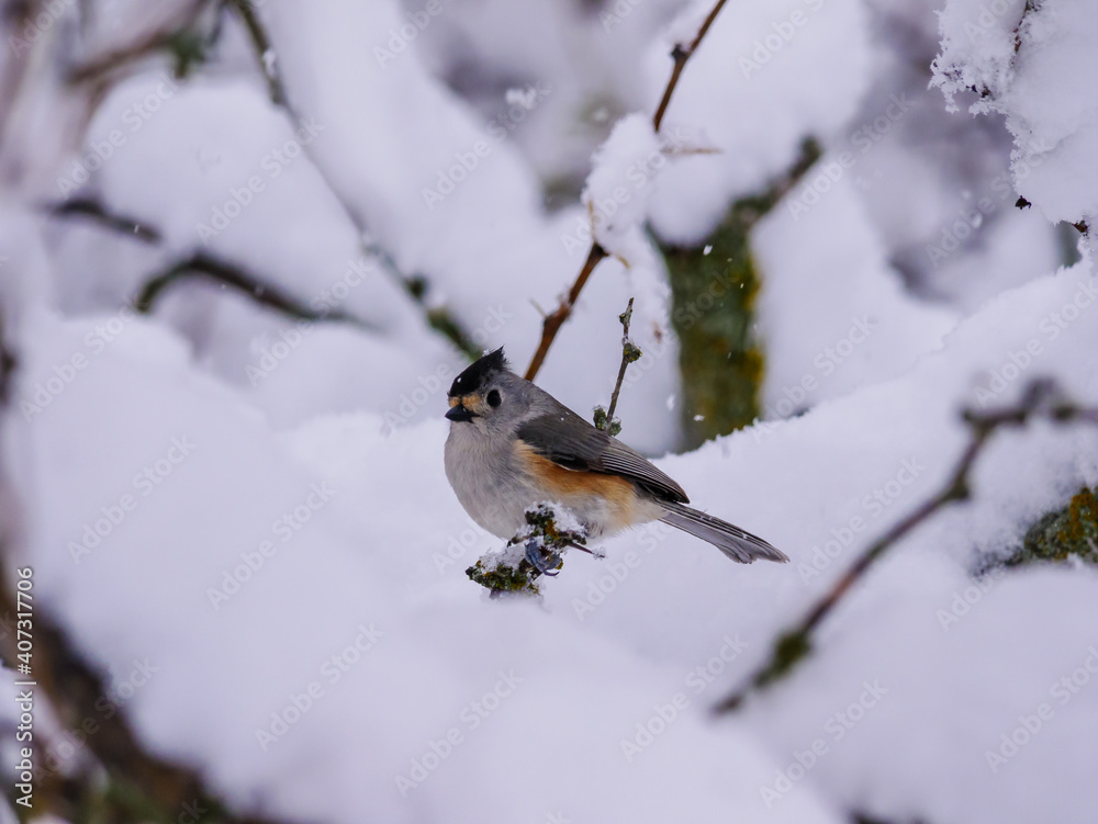 Tufted Titmouse Bird Looks Disgusted in Snowstorm Tufted Titmouse Bird Looks Disgusted in Snowstorm