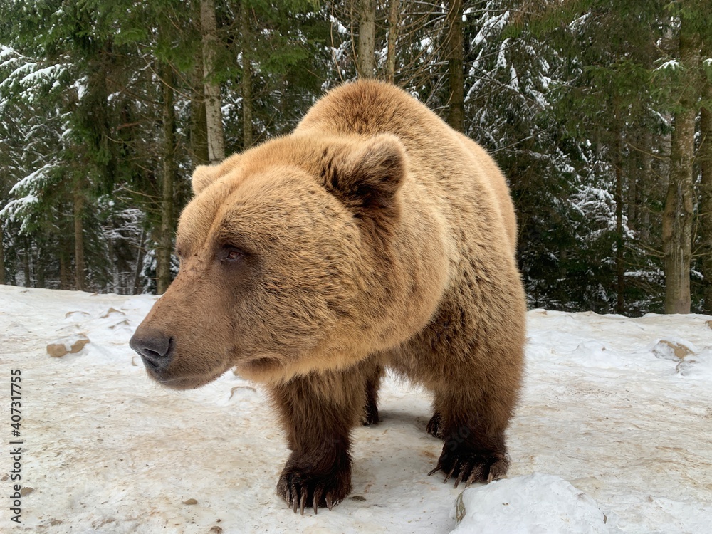 Obraz premium An adult bear in a snowy forest. Brown bear on the background of the winter forest. Rehabilitation center for brown bears. Park 