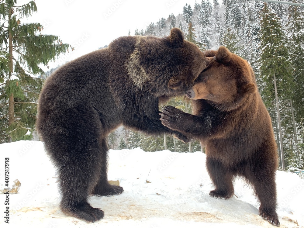 Obraz premium Two bears in the snow in the forest. Brown bears play together. Rehabilitation center for brown bears. Park 