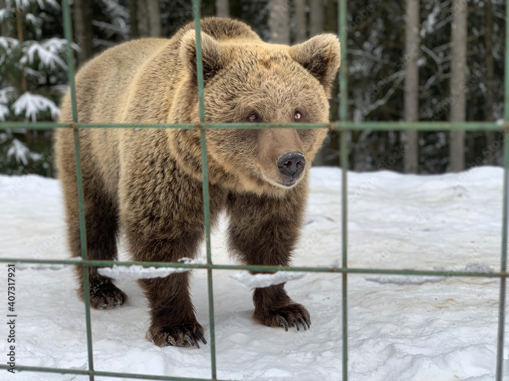 Obraz premium An adult bear in a snowy forest. Brown bear on the background of the winter forest. Rehabilitation center for brown bears. Park 