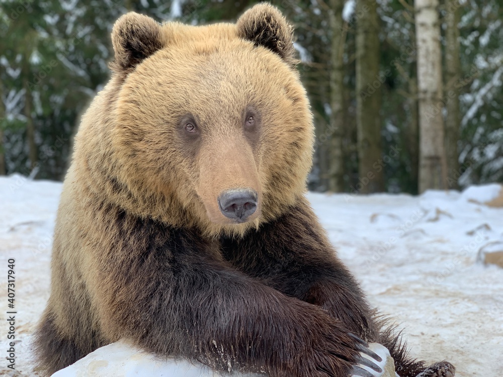 An adult bear in a snowy forest. Brown bear on the background of the winter forest. Rehabilitation center for brown bears. Park 