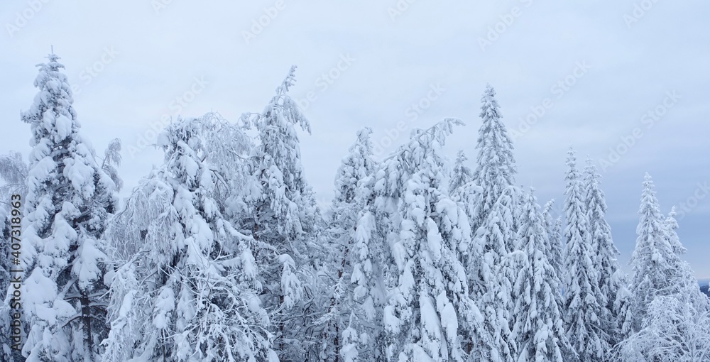 Trees with snow Trees with snow