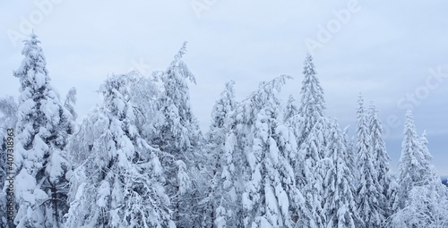 Trees with snow