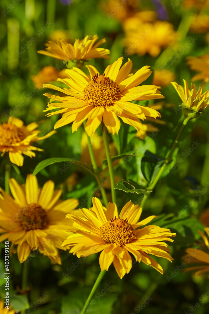 Beautiful yellow blooming flower, (real Alant, Inula helenium)
Beautiful yellow blooming flower, (real Alant, Inula helenium)