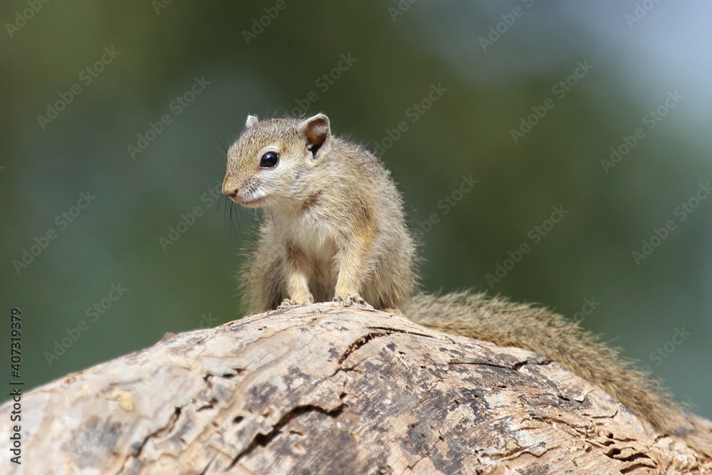 Fototapeta premium Ockerfußbuschhörnchen / Tree squirrel / Paraxerus Cepapi