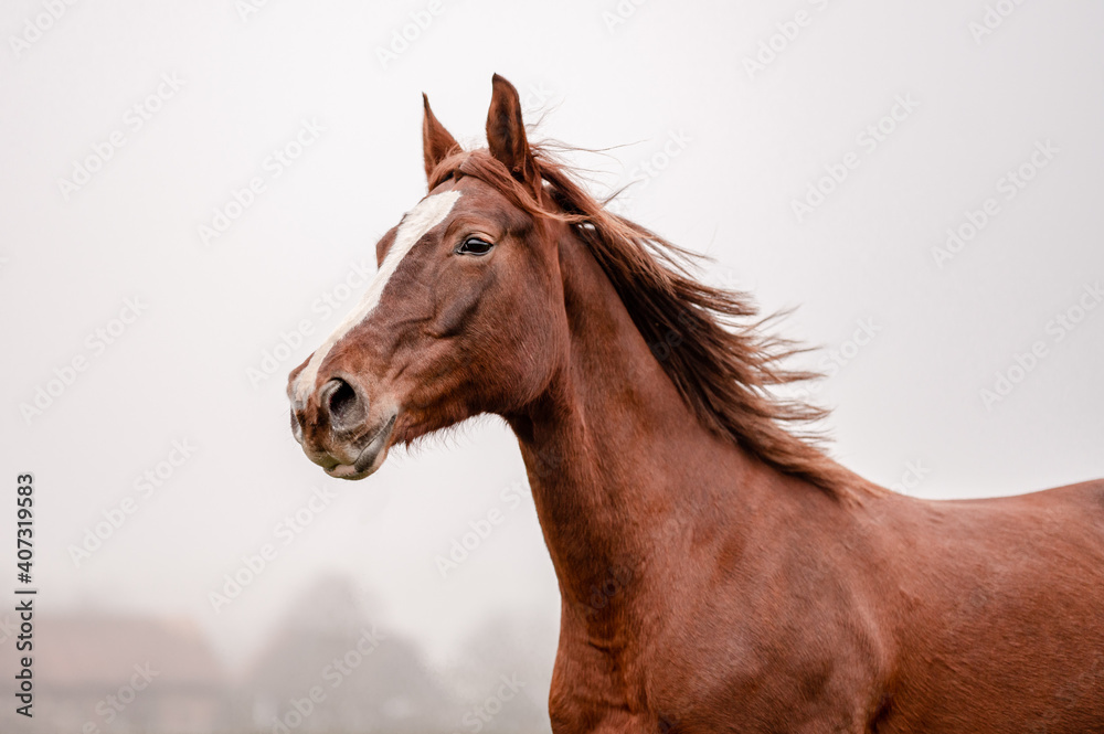 Beautiful amazing chestnut brown mare running on a cloudy foggy meadow. Mystic portrait of an elegant stallion horse.