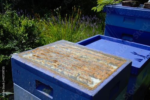Open beehive in a garden with flowers in the background