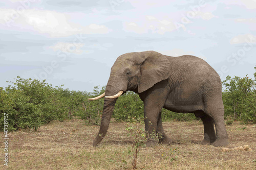 Afrikanischer Elefant   African elephant   Loxodonta africana