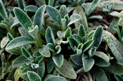 Green young leaves of lamb ears (stachys byzantina / stachys lanata / stachys olympica / woolly hedgenettle), Flower bed. blur photo