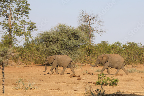 Afrikanischer Elefant   African elephant   Loxodonta africana.