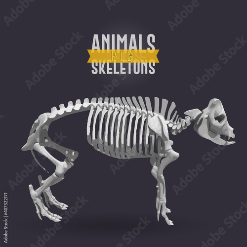 Pig Animals Skeletons dark © laudiseno