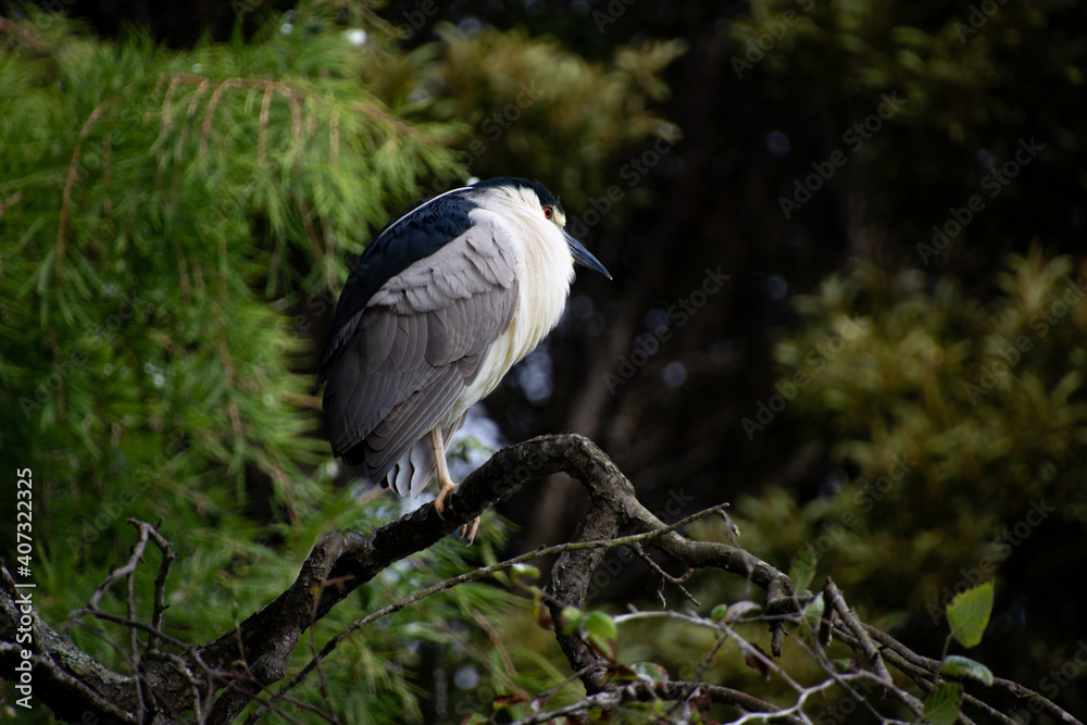 Naklejka premium Bird on Branch