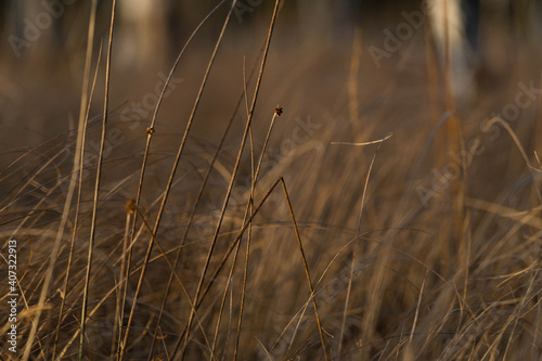 dry grass in the rays of the setting warm sun