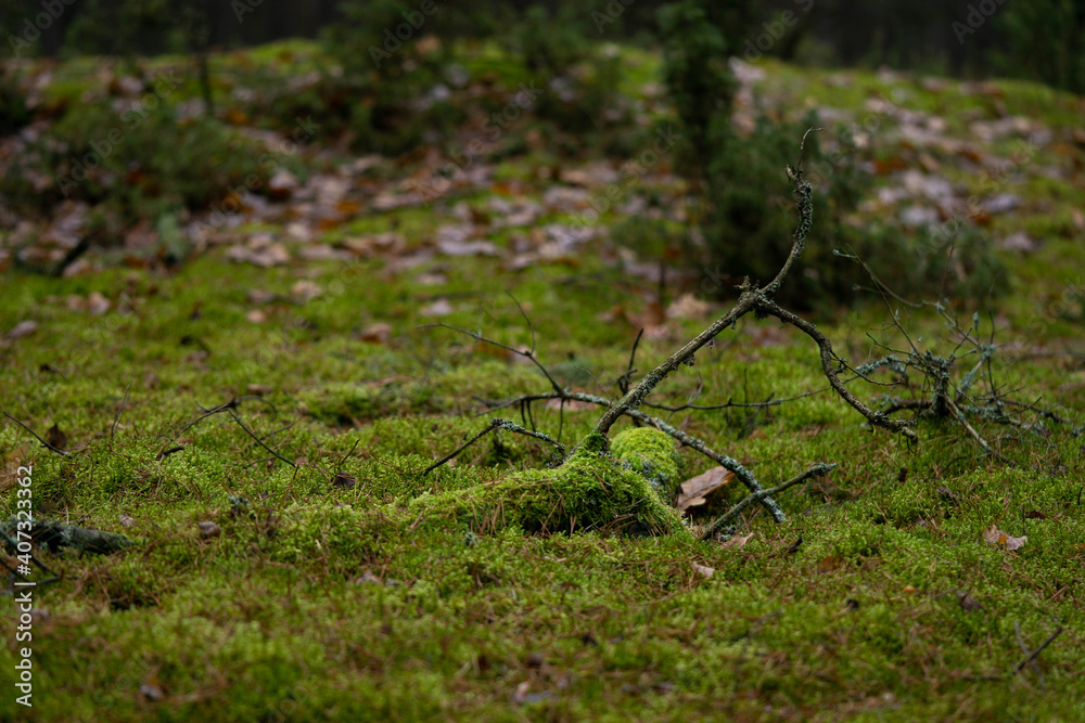 bright green meadow in the forest covered with moss bright green meadow in the forest covered with moss