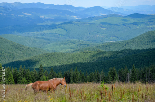 Horses graze in a high-land pasture against the background of the Carpathian mountains in the summer.