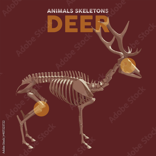 Deer Animals Skeletons