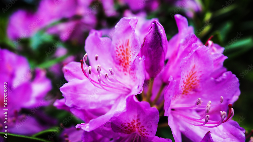 Amazing purple color of a wonderful flower in the forest of England Amazing purple color of a wonderful flower in the forest of England