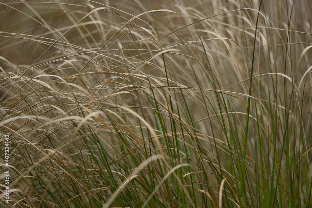 semi-dry grass growing in the park, winter day