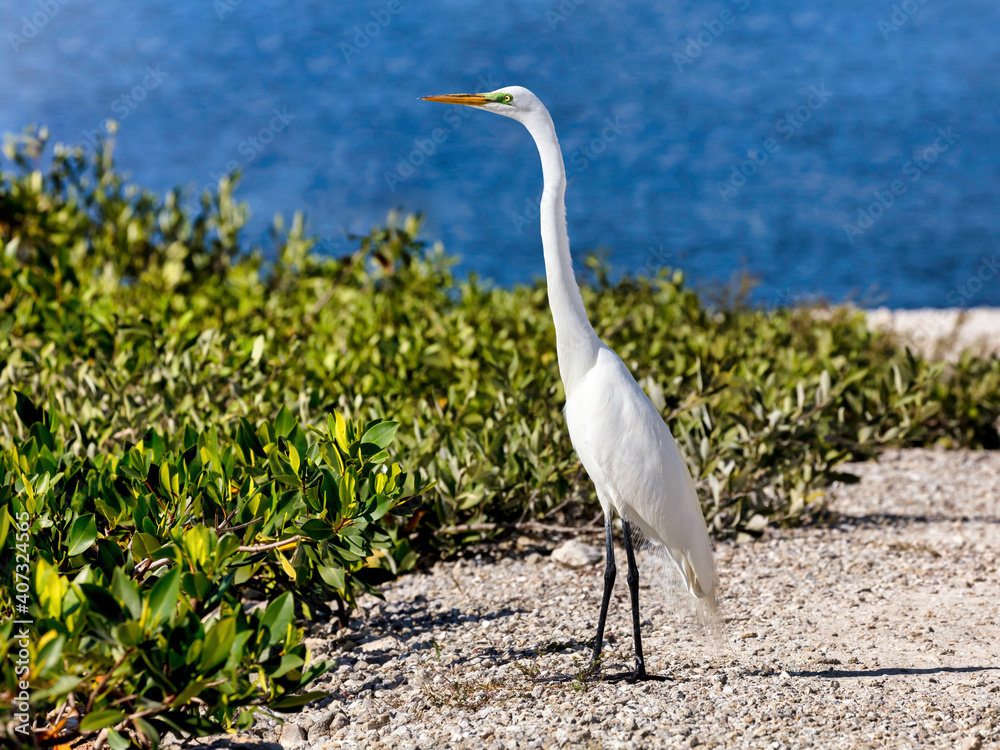 Great egret standing by the shore of National Wildlife Refuge
