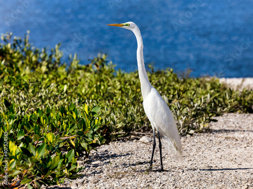 Obraz na płótnie Great egret standing by the shore of National Wildlife Refuge w salonie