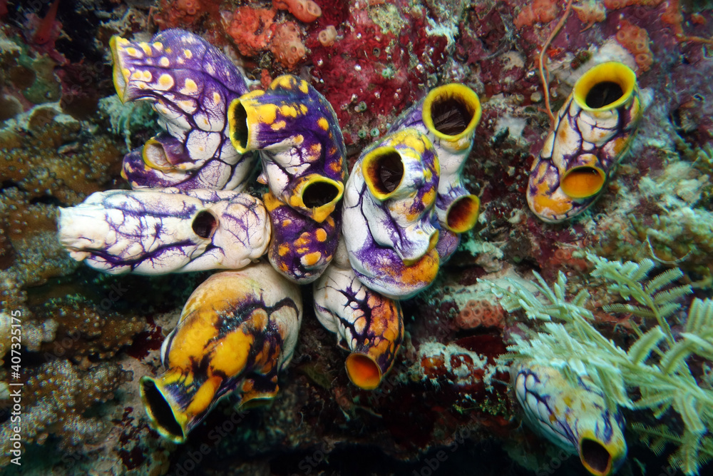 Fototapeta premium Goldseescheide Polycarpa aurata