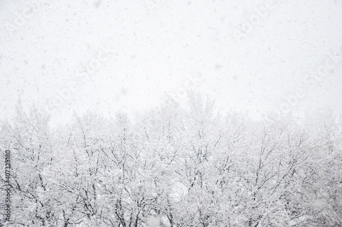 Wallpaper Mural Snow-covered trees during snowfall, black trunks of oaks covered with snow in winter. Torontodigital.ca