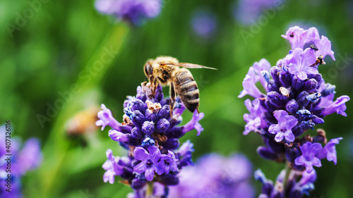 Colorful lavender field full of beesamazing, animal, aromatherapy, background, beautiful, beauty, bee, bees, bloom, blooming, blossom, blue, botany, bugs, closeup, color, colorful, field, floral, flow