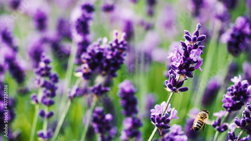 Colorful lavender field full of bees