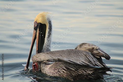 pelican swimming in the ocean