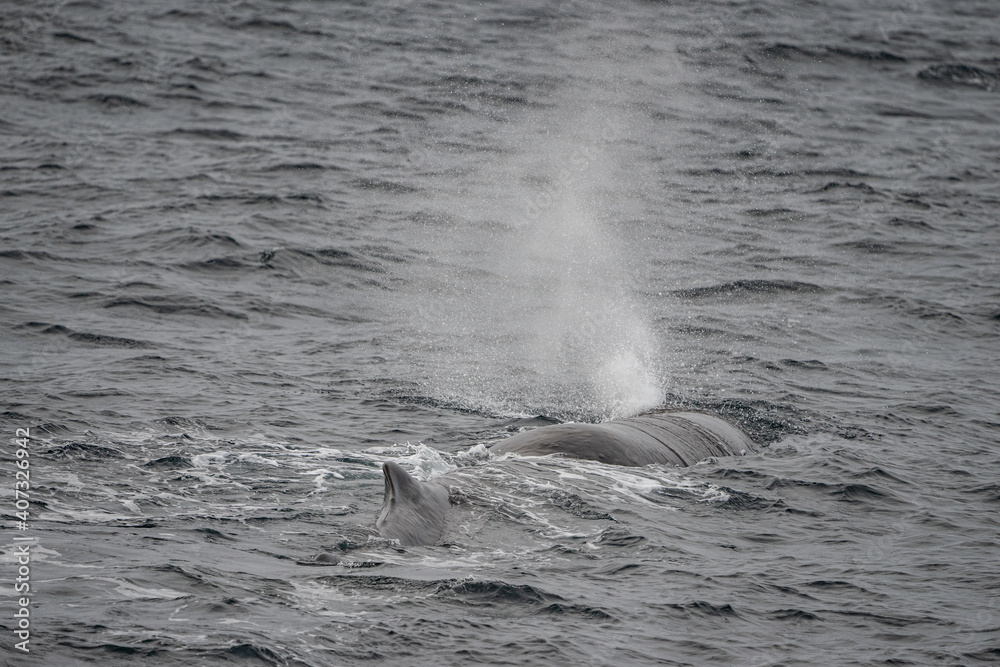 Back of a sperm whale in haze in north Norway