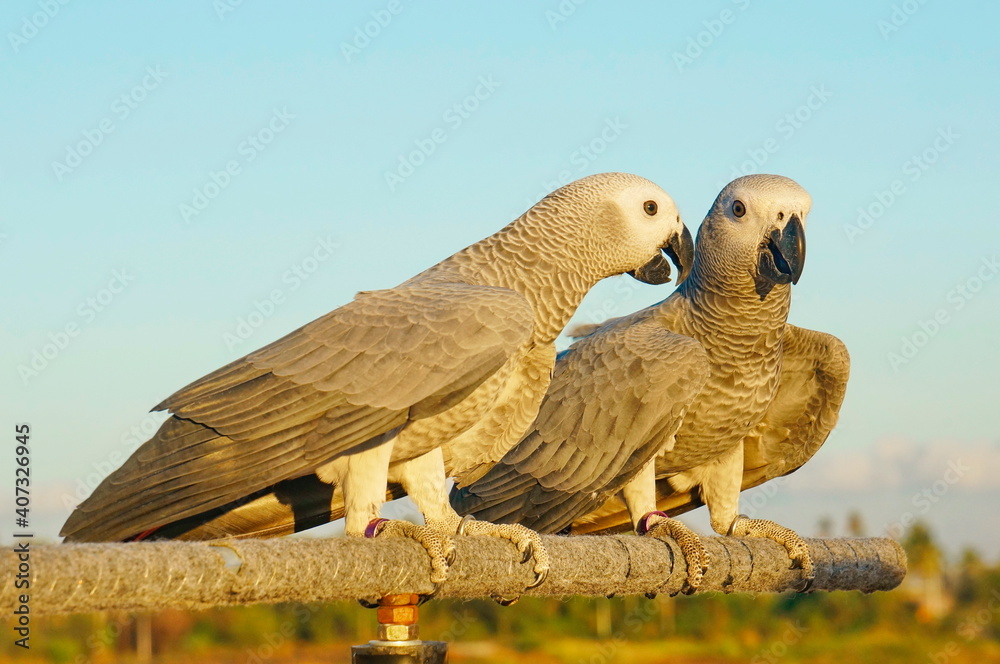 Obraz premium A pair of African Grays parrots sit on a branch.