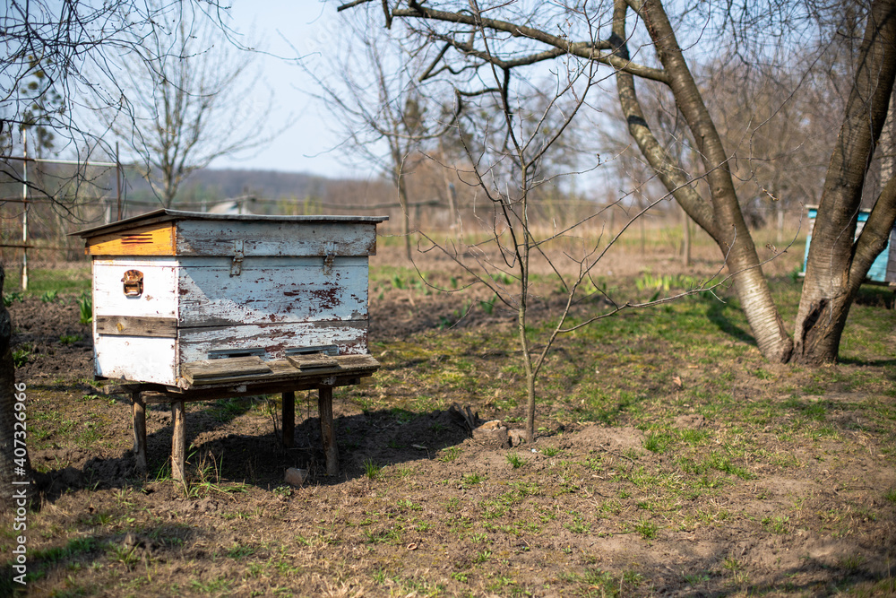 Beehive Spring Management. Beekeeper inspecting bee hive and prepares apiary for summer season. The first spring works in the apiary. The start of beekeeping season. Frames of a bee hive. Beehive Spring Management. Beekeeper inspecting bee hive and prepares apiary for summer season. The first spring works in the apiary. The start of beekeeping season. Frames of a bee hive.