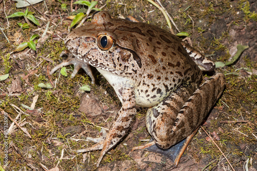 Endangered Giant Barred Frog from Australia photo