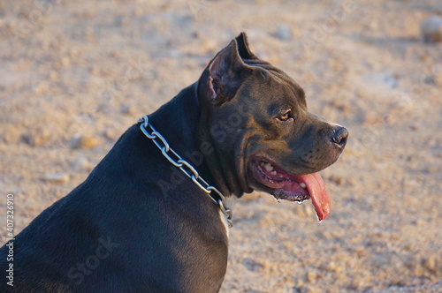 Fighting dog of fawn color. Chain around the neck.