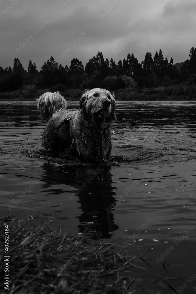 dog in the water golden retriever