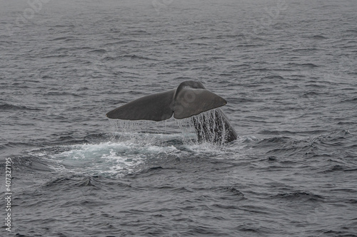 Fin of a sperm whale in north Norway photo