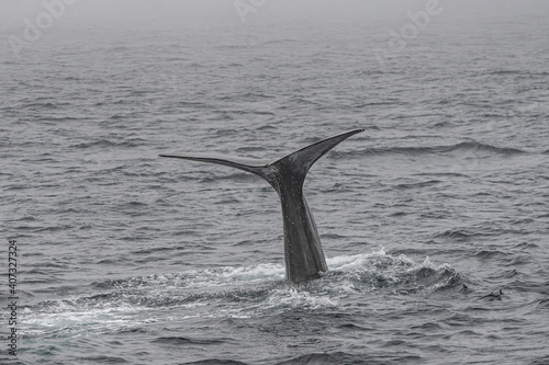 Fin of a sperm whale in north Norway