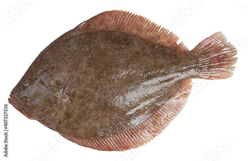 Fresh flatfish, turbot photo