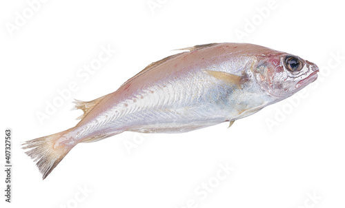 fresh whiting fish