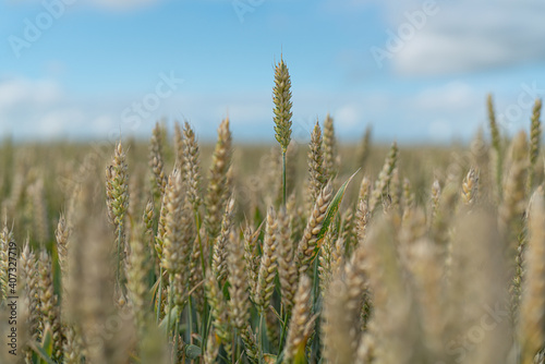 field of wheat in summer time