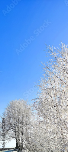 winter tree branches with white icing, blue sky, december morning frosts in nature, garden in winter, background