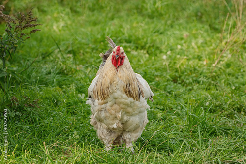 Chicken in the Yard photo