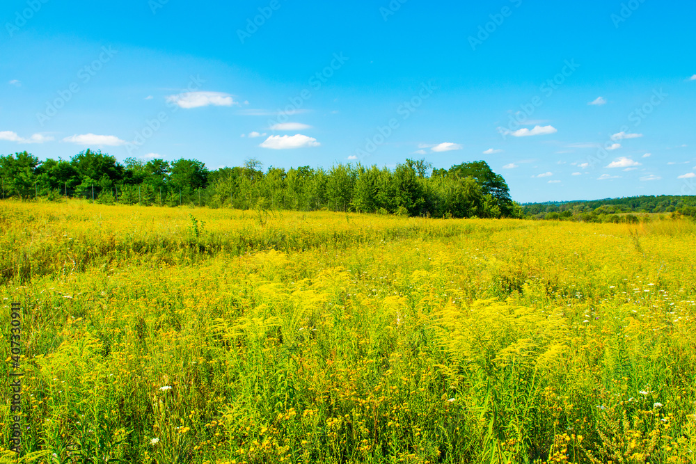 Beautiful rural landscape with yellow field and trees on the hills