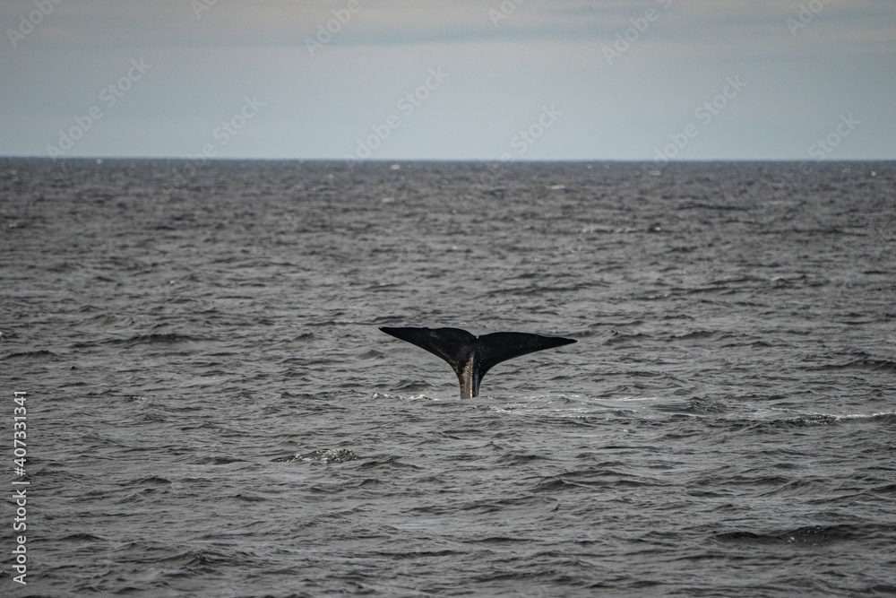 Fototapeta premium Fin from a sperm whale in north Norway