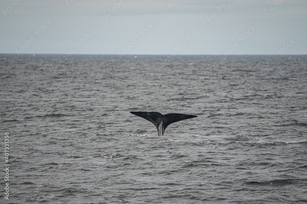 Fototapeta premium Fin from a sperm whale in north Norway