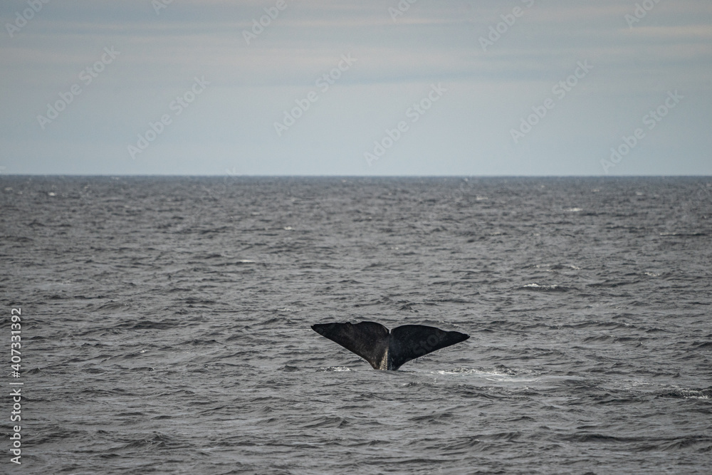 Fototapeta premium Fin from a sperm whale in north Norway