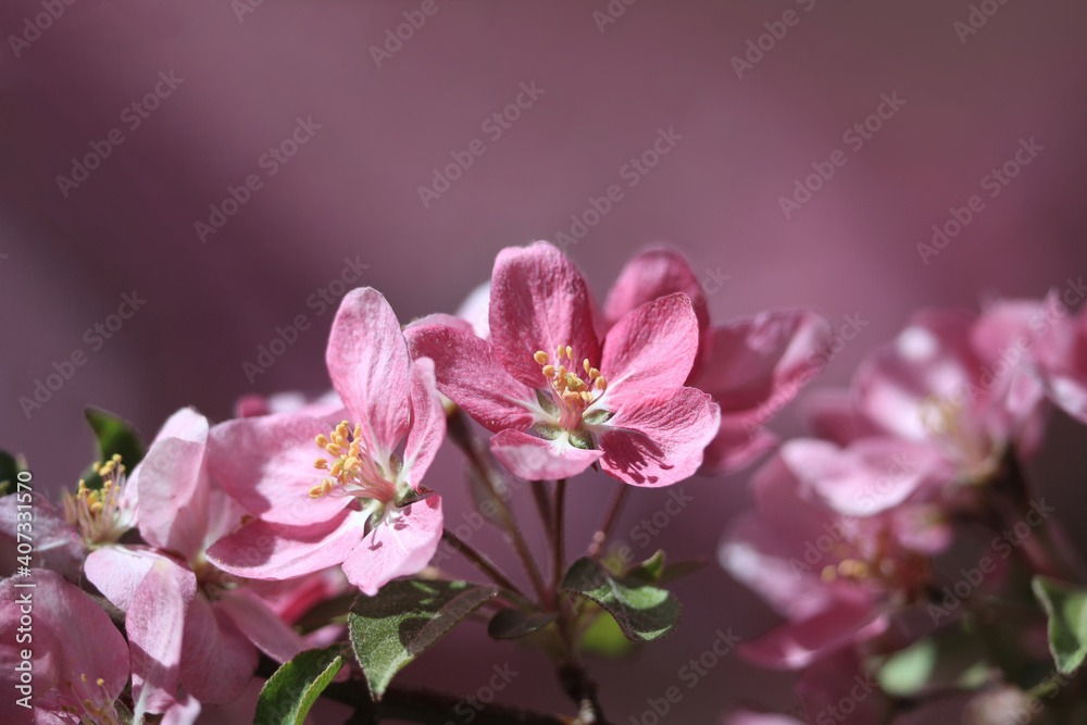 Close up of Pink Crab Apple Flower blossoms against a soft background of pink and lavender hues.
