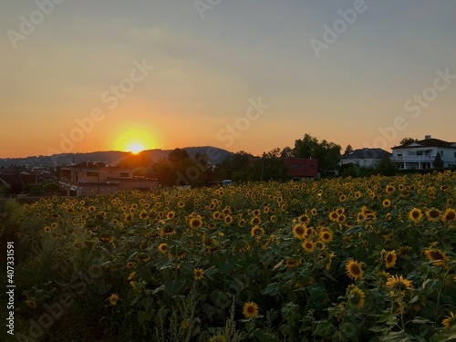 Sonnenblumenfeld