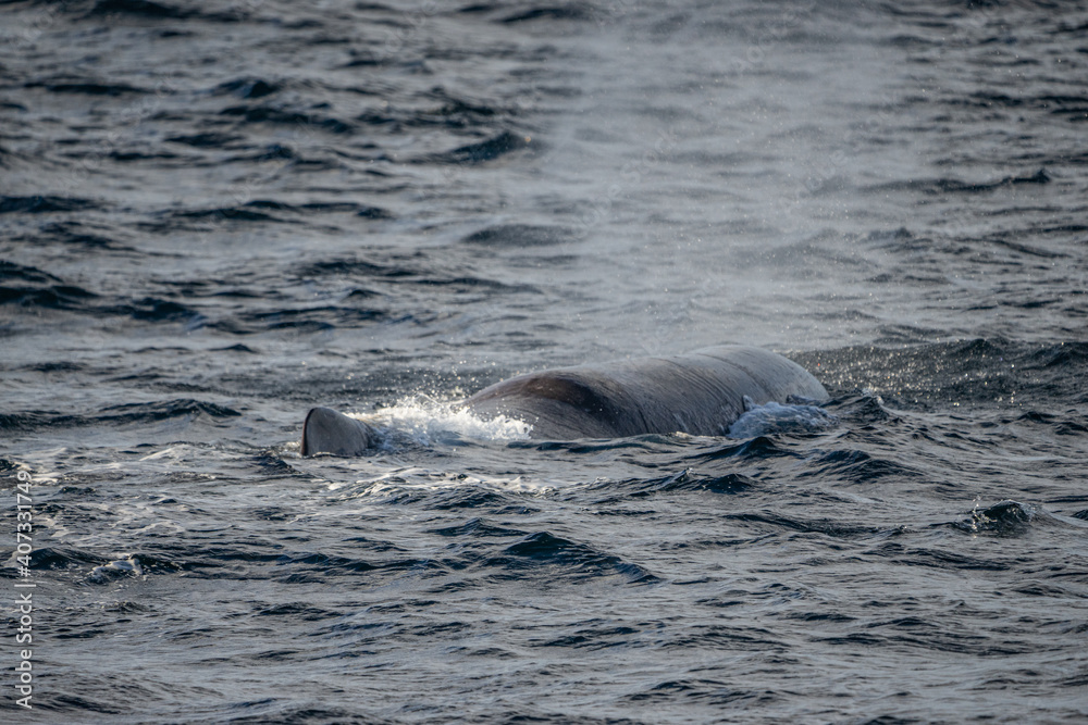 Fototapeta premium Blowing sperm whale before diving in north Norway